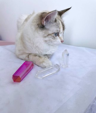 Kedi kristalleri seçer ve Reiki mineral iyileştirme oturumu yapar. 