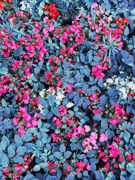 Mooie Natuurlijke Achtergrond Struik Roze Bloemen Zomerconcept — Stockfoto