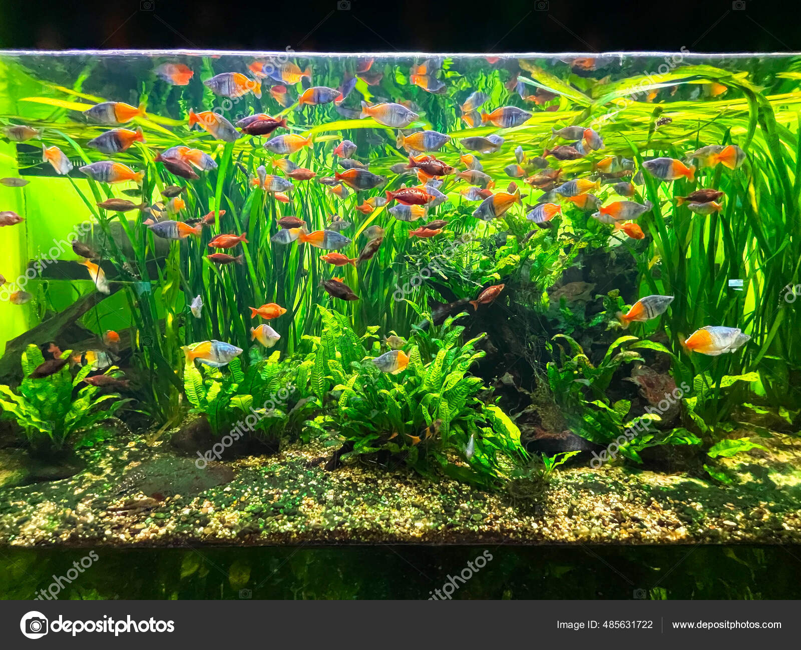 Large aquarium fish sale