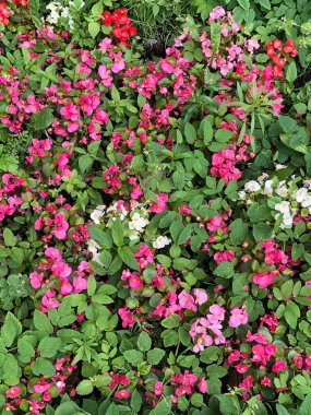 Güzel doğal arka plan. Çalı pembe çiçekler. yaz konsepti