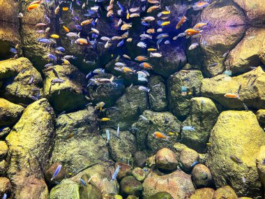 Taşlardan oluşan bir arka planda güzel renkli balıklar. deniz yaşamı