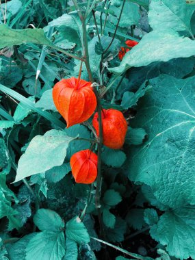 Güzel doğal çiçekli arka plan. Çalı çiçekleri fisalis. yaz konsepti