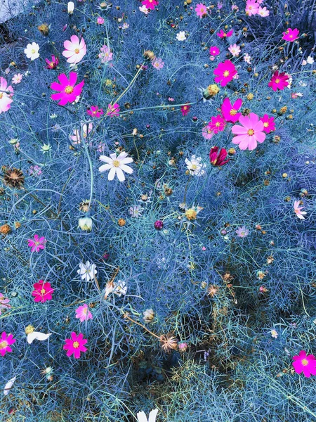 Mooie Backround Bush Roze Witte Bloemen Zomerconcept — Stockfoto