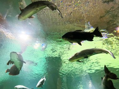 Büyük balıklar akvaryumda yüzer, aşağıdan görülür.