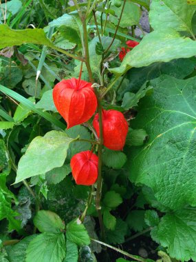 Güzel doğal arka plan. Çalı kırmızısı filsali ve yeşil yaprak. yaz konsepti