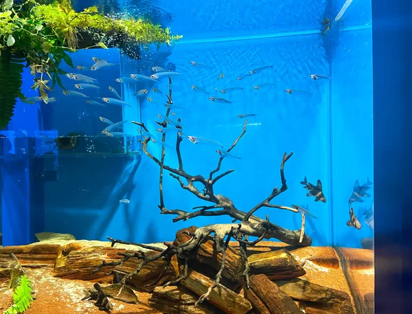 Aquarium Met Kleine Blauwe Mooie Vissen — Stockfoto