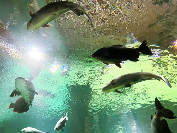 Grote Vissen Zwemmen Het Aquarium Zichtbaar Van Onderen — Stockfoto