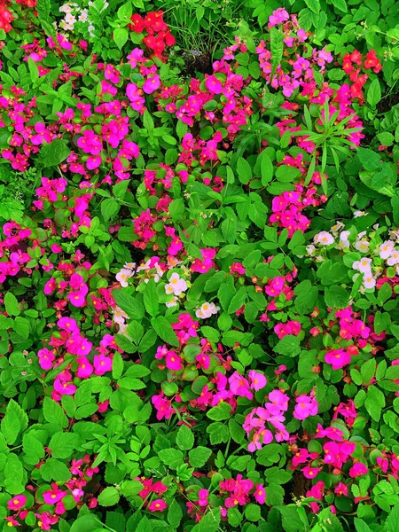 Mooie Natuurlijke Achtergrond Struik Roze Bloemen Zomerconcept — Stockfoto