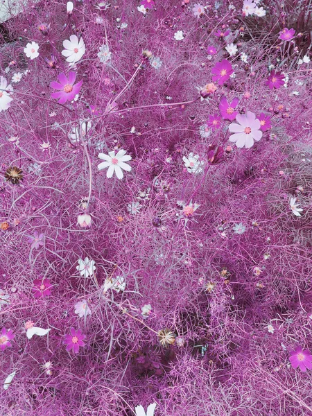 Красиве Літо Позаду Кущові Рожеві Квіти — стокове фото