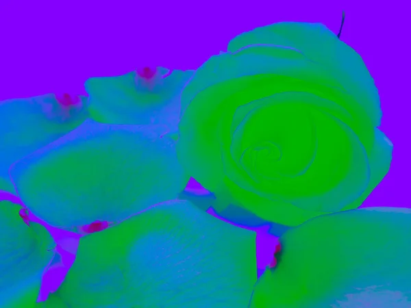 Абстрактний Фон Незвичайна Яскраво Зелена Троянда Оточена Пелюстками Фіолетовому Фоні — стокове фото