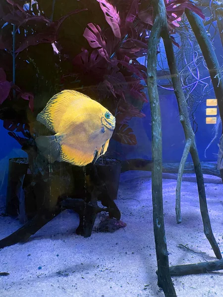 Gele Blauwe Vis Een Aquarium Onderwater Leven — Stockfoto