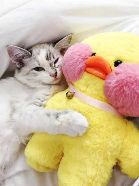 Lindo Gato Blanco Abraza Peluche Pato — Foto de Stock