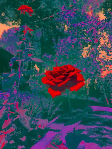 Красивые Кусты Красные Розы Клумбе Парке — стоковое фото