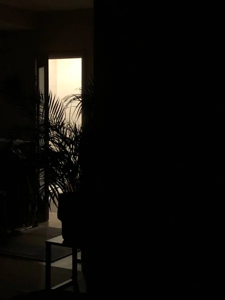 Ciemny Pokój Sylwetka Gałązki Palmowej Świetle Drzwi Zdjęcie Estetyczne — Zdjęcie stockowe