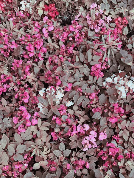 Mooie Bloemige Backround Struik Roze Bloemen Zomerconcept — Stockfoto