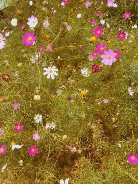 Красивий Природний Фон Кущові Рожеві Білі Квіти Концепція Літа — стокове фото