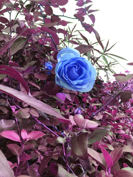 Красивые Кустарниковые Розы Клумбе Парке — стоковое фото