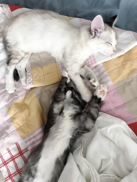 Two Cute Kittens Cuddle Sleep Bed — Stock Photo, Image