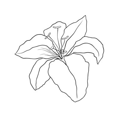 Lily
