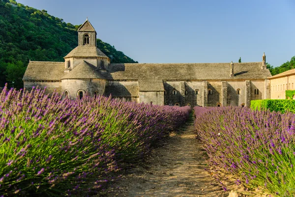 Lavendel fält och Senanque Abbey, Provence, Frankrike — Stockfoto