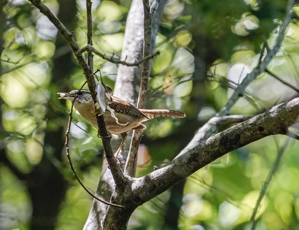 Carolina Wren bird gathering insect food for chicks — Stock Photo, Image