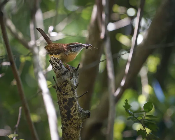 Carolina Wren bird gathering insect food for chicks — Stock Photo, Image