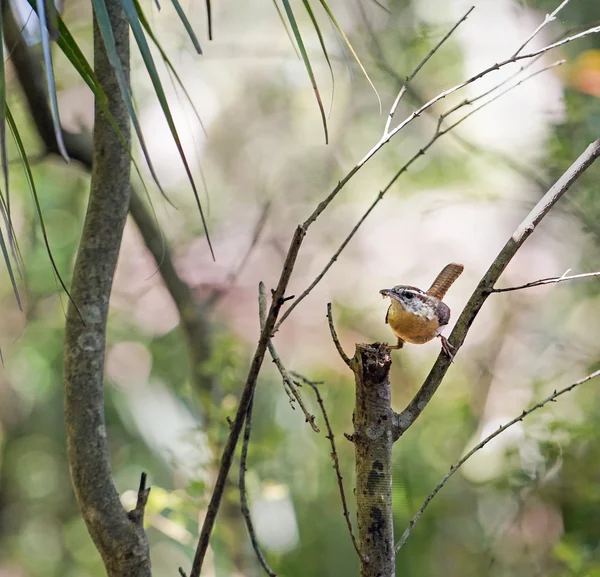 Καρολίνα Wren πουλί συλλογή έντομα τροφή για νεοσσούς — Φωτογραφία Αρχείου