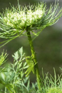 Florida havuç bitki üzerinde genç yeşil çekirge
