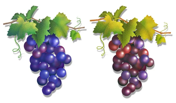 Ilustración Jugoso Racimo Uvas Vid Con Suave Sombra Gota Sobre — Foto de Stock