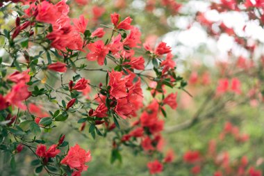 Ormandaki kırmızı açelya çalısı. Yumuşak, bulanık bir yeşillik arka planı var. İyi arkaplan resmi.