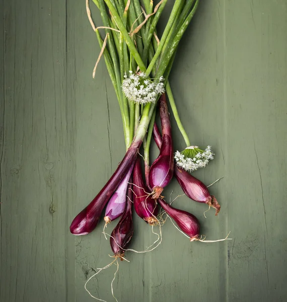 Doma pěstuje červené cibule pro vaše zdraví — Stock fotografie