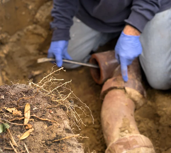 Plumber Man Digging Tree Roots Out of Old Clogged Clay Ceramic Sewer Pip — Stock Photo, Image