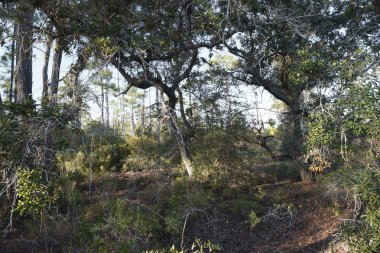 Fort Pickens Hiking Trail manzara alacakaranlıkta