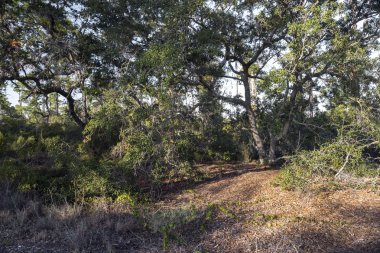 Florida Hiking Trail ve kuşlarla cennet