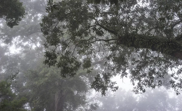 Stock image Resurrection Fern on Live Oak Tree in the Deep South