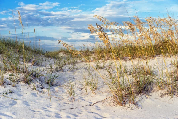 Golden Sea Oats en el paisaje de las dunas de arena de Florida — Foto de Stock