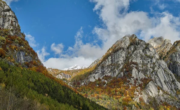 山の多色の森 ヴァル メロの秋の季節の湖で ヴァル マッシーノ イタリア ロンバルディ — ストック写真