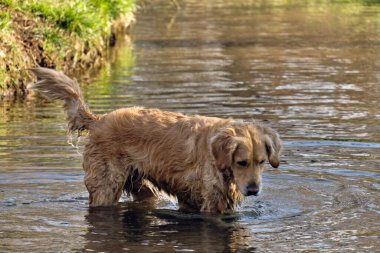 Yetişkin köpek labrador küçük bir nehirde suda oynuyor.