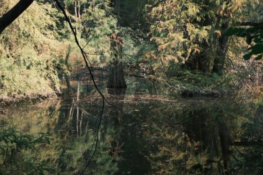 Sakin, doğal bir orman sahnesini yansıtan, yumuşak güneş ışığında selvi ağaçlarıyla dolu durgun bir su.