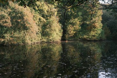 Sakin, doğal bir orman sahnesini yansıtan, yumuşak güneş ışığında selvi ağaçlarıyla dolu durgun bir su.