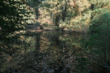 Sakin, doğal bir orman sahnesini yansıtan, yumuşak güneş ışığında selvi ağaçlarıyla dolu durgun bir su.