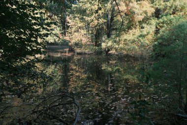 Sakin, doğal bir orman sahnesini yansıtan, yumuşak güneş ışığında selvi ağaçlarıyla dolu durgun bir su.