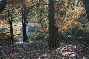 Sakin, doğal bir orman sahnesini yansıtan, yumuşak güneş ışığında selvi ağaçlarıyla dolu durgun bir su.