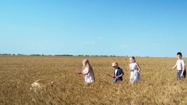 Lustige Spiele mit Hund Labrador, Kinder werfen Stock auf ein Haustier in Weizenfeld vor dem Hintergrund des blauen Himmels, Kamera in Bewegung — Stockvideo