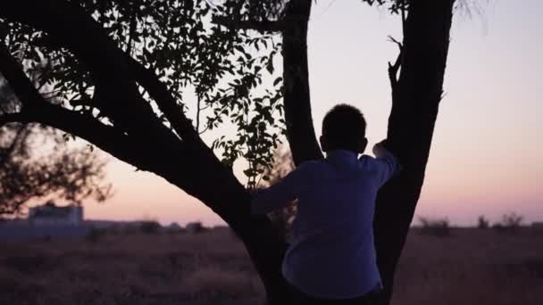 Ανέμελη παιδική ηλικία, αρσενικό παιδί σκαρφαλώνει δέντρο και κοιτάζει το ηλιοβασίλεμα και τον ουρανό, σιλουέτα — Αρχείο Βίντεο
