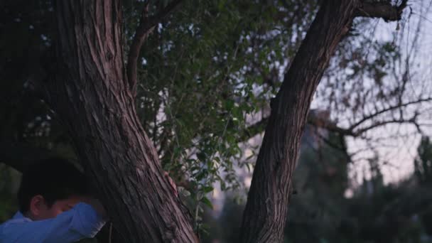 Mannelijk kind klimt met plezier in boom en bewondert zonsondergang en avondhemel — Stockvideo