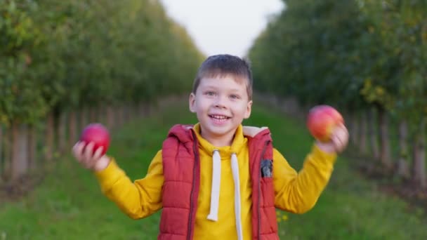 Безтурботне дитинство, маленький веселий хлопчик розважається, імітуючи очі червоними яблуками, проводячи час зі своїми батьками в саду після збору врожаю, способу життя — стокове відео