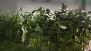 Taze saplı mikroyeşil, filizlenmiş organik filizler yavaş çekimde fıskiyelerle sulanır.