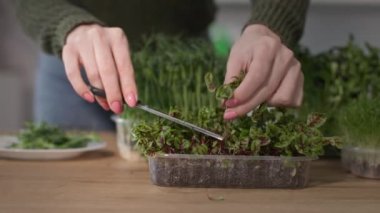 Kadın elleri salata için turp mikroçerezlerini makasla keser. Mor saplı bitki ve yeşil yaprakları da yakın çekim tepsisinde.