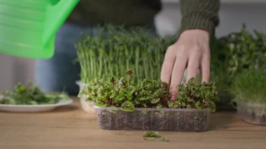 Evde sağlıklı yiyecekler yetiştirmek, sulanan bir kız mor saplı turp mikroçipleri ve tepside yeşil yapraklar.